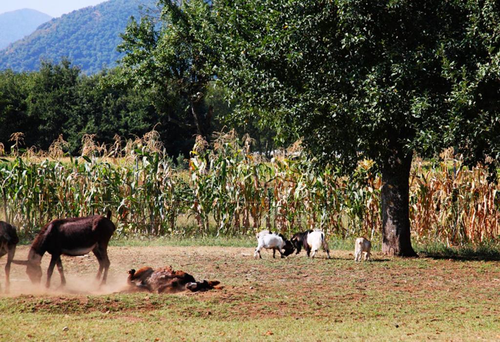 Azienda Agrituristica Pericle Montella Exterior foto